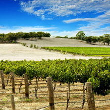 Vineyards and agricultural domains...