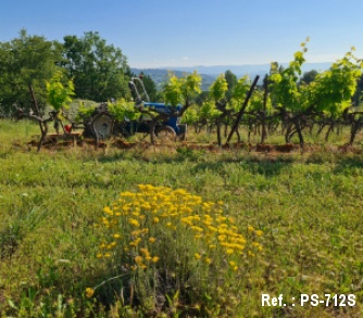 vineyard for sale Provence