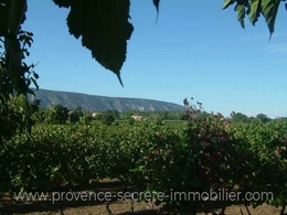 vineyard for sale Luberon