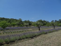  bastide in Provence