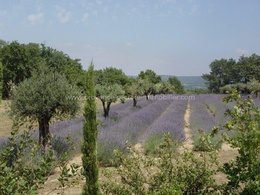  bastide in Provence